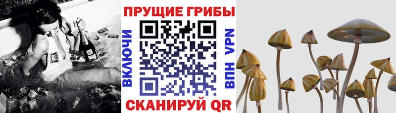 Галлюциногенные грибы ЛСД  kraken ССЫЛКА  Звенигород 